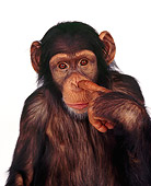 CHI 01 RK0131 02
Head Shot Of Chimpanzee Eddie With Finger In Nose White Seamless