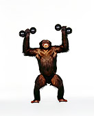 CHI 01 RK0140 02
Chimpanzee Riley Lifting Weights On White Seamless