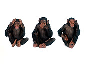 CHI 01 RK0147 01
Hear See Speak No Evil Three Chimps Sitting