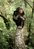 CHI 02 RC0002 01
Chimpanzee Relaxing On Tree Branch