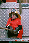 CHI 02 RK0073 02
Chimpanzee Wearing Fireman Hat Holding Axe Sitting On Back Of Firetruck