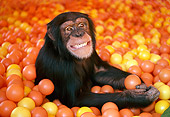 CHI 02 RK0077 24
Head Shot Of Chimpanzee Playing In Orange And Yellow Balls