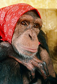 CHI 03 RC0008 01
Close-Up Of Chimpanzee Wearing Red Bandana On Head Resting Head On Hand