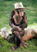CHI 03 RC0009 01
Chimpanzee Sitting On Log On Grass Wearing Hat And Sunglasses Legs Crossed