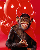 CHI 03 RK0004 09
Humorous Shot Of Eddie The Chimp In 