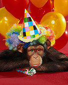 CHI 03 RK0043 08
Humorous Shot Of Eddie Wearing Wig And Party Hat Laying Head Low By Balloons Red Seamless