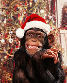 CHI 03 RK0046 02
Humorous Head Shot Of Eddie Wearing Xmas Hat Smiling Christmas Scene Background
