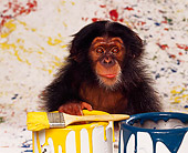 CHI 03 RK0067 12
Baby Chimpanzee Sitting By Paint Buckets