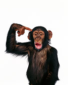 CHI 03 RK0127 01
Humorous Shot Of Bernie Chimpanzee Pointing At Head Facing Camera White Seamless Background
