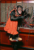 CHI 03 RK0130 07
Humorous Chimpanzee Telephone Operator Wearing Orange Dress