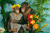 CHI 03 RK0178 01
Jungle Love