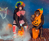 CHI 03 RK0187 01
Chimp Or Treat