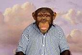 CHI 03 RK0193 01
Confused Chimp