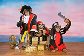 CHI 03 RK0289 01
Humorous Pirate Chimpanzees: Chimps Of The Carribean