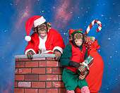 CHI 03 RK0313 01
Chimpmas Eve