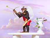 CHI 03 RK0322 01
The Love Guru