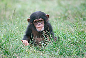CHI 05 GR0003 01
Baby Chimpanzee Sitting In Grass