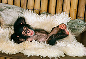 CHI 05 RK0024 04
Baby Chimpanzee Laying On White Rug Bamboo Background