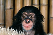 CHI 05 RK0026 07
Head Shot Of Baby Chimpanzee On White Rug Bamboo Background