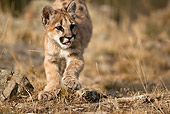 COU 01 MC0002 01
Close-Up Of Cougar Cub Running Through Field