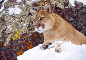 COU 01 RK0115 02
Close-Up Of Cougar Sitting In Snow By Rock