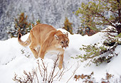 COU 01 RK0129 02
Mountain Lion Walking Through Deep Snow By Trees