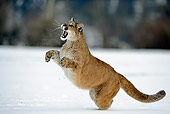 COU 01 WF0002 01
Mountain Lion Leaping Toward Sky On Snow