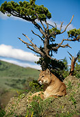 COU 01 DB0007 01
Mountain Lion Laying On Rock Near Trees And Mountain