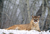 COU 01 DB0013 01
Mountain Lion Laying On Snow With Woods