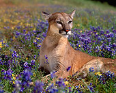 COU 01 RK0108 01
Close Up Of Cougar Laying With Head Lifted Looking Away On Field Of Purple Flowers