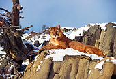 COU 01 RK0150 01
Cougar Laying On Snow Covered Rock