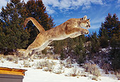 COU 01 RK0188 07
Full Profile Shot Of Cougar Leaping In Air Legs Out Snow Trees And Blue Sky