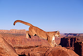 COU 01 RK0317 02
Profile Shot Of Cougar Landing On Rock From Jump Canyon Background Blue Sky