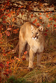 COU 01 RW0002 01
Mountain Lion In Autumn