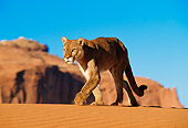 COU 01 RW0004 01
Mountain Lion Walking 
Arizona