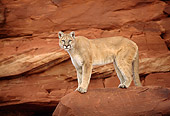 COU 01 TK0008 01
Cougar Standing On Rock In Dry Canyon