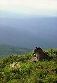 COU 01 TL0001 01
Mountain Lion Resting On Mountain
