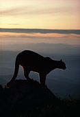 COU 01 TL0002 01
Profile Portrait Of Mountain Lion At Sunset