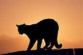 COU 01 TL0006 01
Silhouette Shot Of Mountain Lion At Sunrise