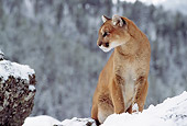 COU 01 TL0010 01
Portrait Of Cougar Standing In Snow In Mountains