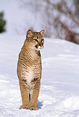 COU 01 TL0011 01
Portrait Of Cougar Facing Camera Standing In Snow Near Hill Trees