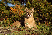 COU 01 TL0017 01
Portrait Of Cougar Laying On Ground By Evergreens