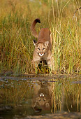 COU 01 TL0027 01
Head On View Of Florida Panther Standing In Tall Grass At Edge Of Water