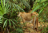 COU 01 TL0028 01
Florida Panther Heading Into Swamp Looking Back Over Shoulder At Camera