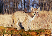 COU 02 RK0017 10
Cougar Cub Standing On Log