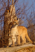 COU 02 DB0001 01
Mountain Lion Cub Standing On Fallen Tree
