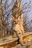 COU 02 DB0005 01
Mountain Lion Kitten Climbing On Fallen Tree