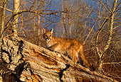COU 02 DB0006 01
Mountain Lion Kitten Climbing On Fallen Tree