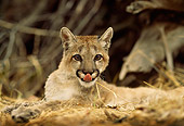 COU 02 DB0007 01
Head Shot Of Mountain Lion Kitten Licking Nose