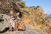 COU 02 NE0002 01
Mountain Lion Cub Sitting On Rock By Trees Shrubs Montana